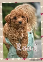 Reed F1B, a male Miniature Goldendoodle for sale in Holmesville, OH – 2 of 10