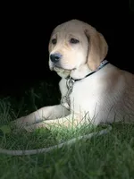 Zoey ACA, a female Labrador Retriever for sale in Holmesville, OH – 3 of 6