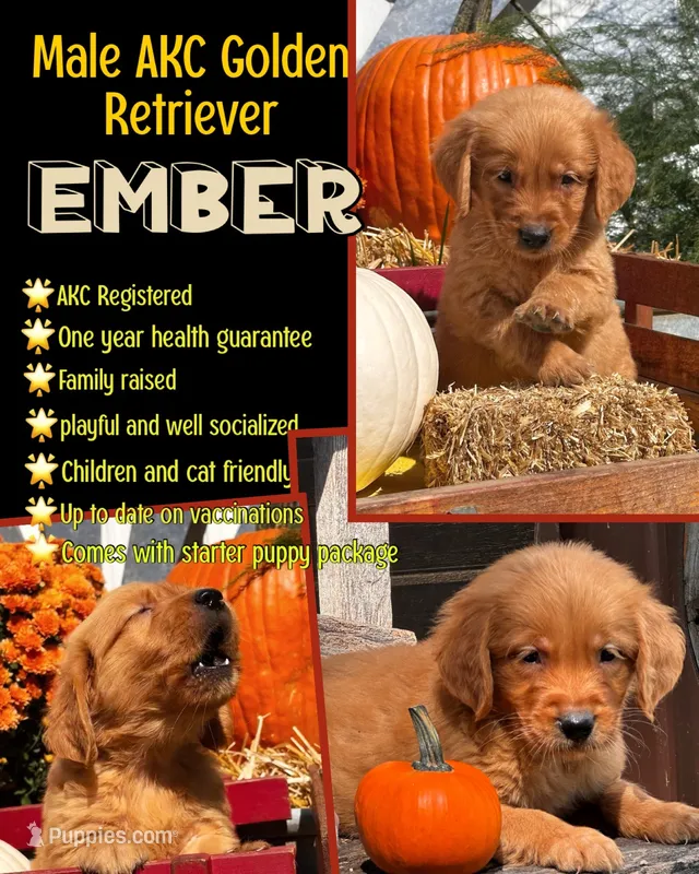 Ember  – Golden Retriever puppy for sale in Holmesville, OH
