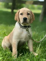 Zoey ACA, a female Labrador Retriever for sale in Holmesville, OH – 5 of 6