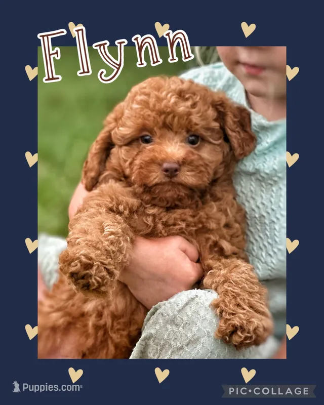 Flynn F1B – Miniature Goldendoodle puppy for sale in Holmesville, OH