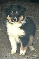 Jingle bell, a male Australian Cattle Dog and Miniature Australian Shepherd for sale in Holmesville, OH – Photo 2 of 5