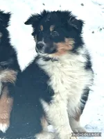 Jingle bell, a male Australian Cattle Dog and Miniature Australian Shepherd for sale in Holmesville, OH – Photo 5 of 5