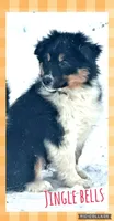 Jingle bell, a male Australian Cattle Dog and Miniature Australian Shepherd for sale in Holmesville, OH – Photo 3 of 5