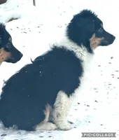 Jingle bell, a male Australian Cattle Dog and Miniature Australian Shepherd for sale in Holmesville, OH – Photo 4 of 5
