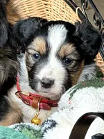 Ivy - Available Dec 22, a female Miniature Australian Shepherd for sale in Holmesville, OH – Photo 5 of 10