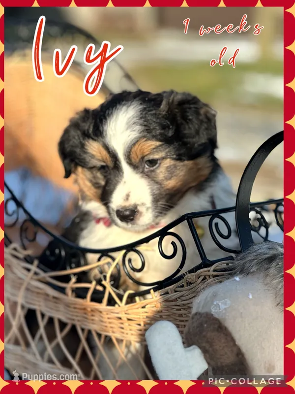 Ivy - Available Dec 22