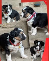 Ivy - Available Dec 22, a female Miniature Australian Shepherd for sale in Holmesville, OH – Photo 10 of 10