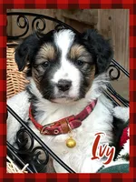 Ivy - Available Dec 22, a female Miniature Australian Shepherd for sale in Holmesville, OH – Photo 6 of 10