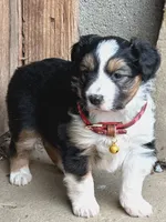 Ivy - Available Dec 22, a female Miniature Australian Shepherd for sale in Holmesville, OH – Photo 3 of 10