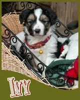 Ivy - Available Dec 22, a female Miniature Australian Shepherd for sale in Holmesville, OH – Photo 7 of 10