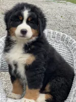 Banjo AKC, a male Bernese Mountain Dog for sale in Holmesville, OH – 3 of 6
