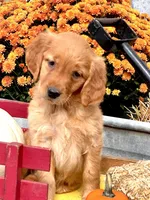 Sunset, a female Golden Retriever for sale in Holmesville, OH – 6 of 6