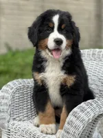 Theo AKC, a male Bernese Mountain Dog for sale in Holmesville, OH – 4 of 4