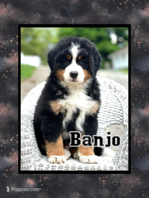 Banjo AKC – Bernese Mountain Dog puppy for sale in Holmesville, OH