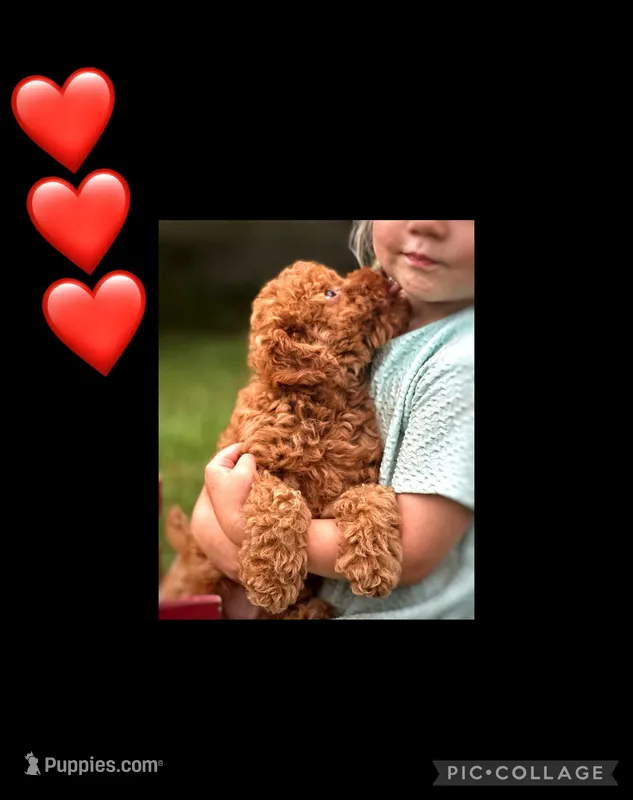Flynn F1B – Miniature Goldendoodle puppy for sale in Holmesville, OH