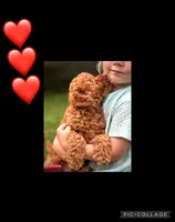 Flynn, a male Miniature Goldendoodle for sale in Holmesville, OH – 3 of 8