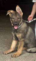 Bridget AKC, a female German Shepherd Dog for sale in Holmesville, OH – 6 of 9