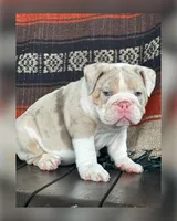 River, a male English Bulldog for sale in Holmesville, OH – Photo 9 of 10