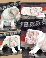 River, a male English Bulldog for sale in Holmesville, OH – Photo 8 of 10