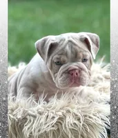 River, a male English Bulldog for sale in Holmesville, OH – Photo 6 of 10