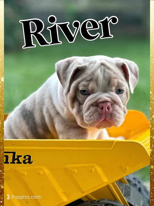 River, a male English Bulldog for sale in Holmesville, OH – Photo 1 of 10