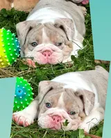 River, a male English Bulldog for sale in Holmesville, OH – Photo 10 of 10
