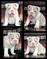 River, a male English Bulldog for sale in Holmesville, OH – Photo 5 of 10