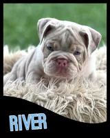 River, a male English Bulldog for sale in Holmesville, OH – Photo 7 of 10