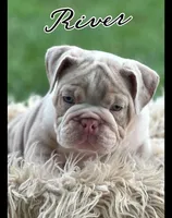 River, a male English Bulldog for sale in Holmesville, OH – Photo 2 of 10