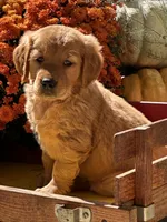 Honey, a male Golden Retriever for sale in Holmesville, OH – 3 of 6