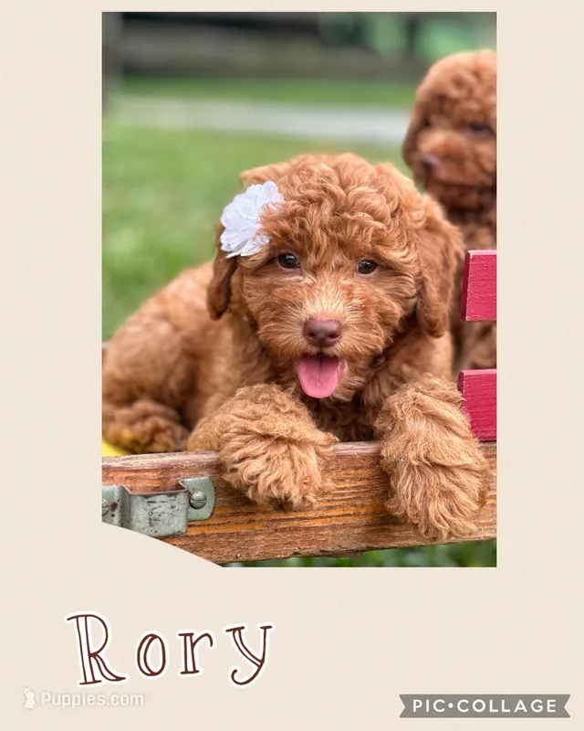 Rory F1B – Miniature Goldendoodle puppy for sale in Holmesville, OH