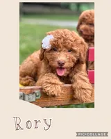 Rory , a female Miniature Goldendoodle for sale in Holmesville, OH – 2 of 6