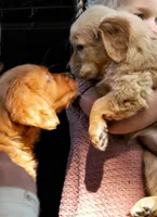 Ember , a male Golden Retriever for sale in Holmesville, OH – 2 of 10