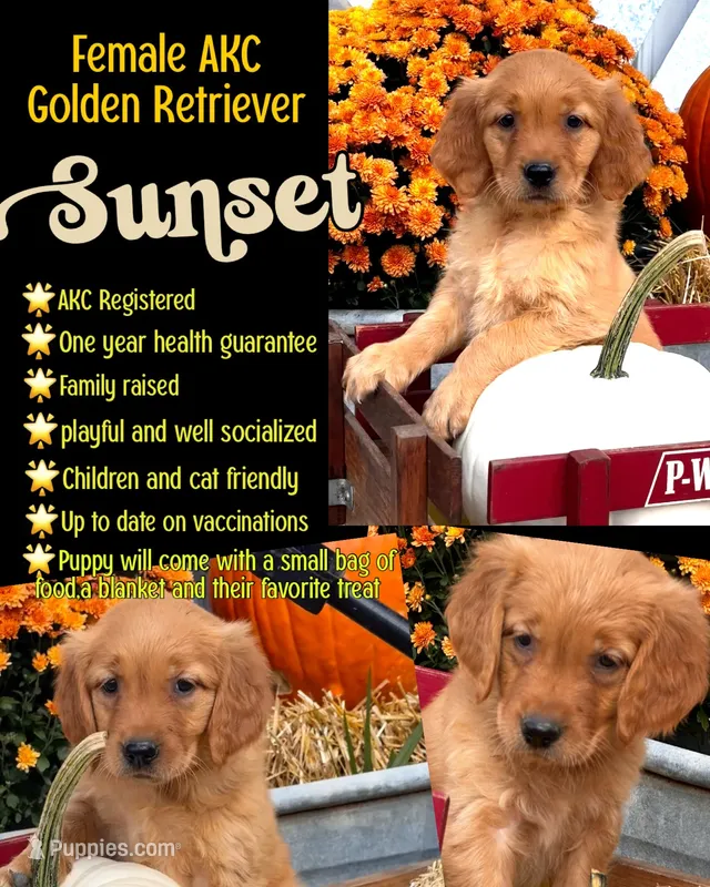 Sunset – Golden Retriever puppy for sale in Holmesville, OH