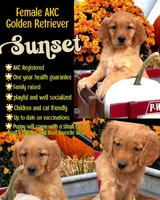 Sunset, a female Golden Retriever for sale in Holmesville, OH – 1 of 6