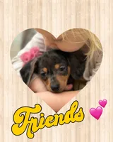 Sunflower, a female Miniature Dachshund for sale in Holmesville, OH – Photo 4 of 10