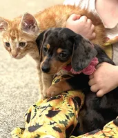 Sunflower, a female Miniature Dachshund for sale in Holmesville, OH – Photo 8 of 10