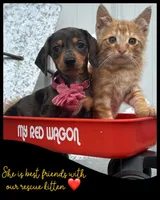 Sunflower, a female Miniature Dachshund for sale in Holmesville, OH – Photo 2 of 10
