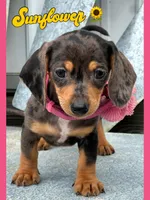 Sunflower, a female Miniature Dachshund for sale in Holmesville, OH – Photo 1 of 10