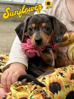 Sunflower, a female Miniature Dachshund for sale in Holmesville, OH – Photo 3 of 10