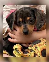 Sunflower, a female Miniature Dachshund for sale in Holmesville, OH – Photo 10 of 10