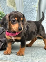 Sunflower, a female Miniature Dachshund for sale in Holmesville, OH – Photo 9 of 10
