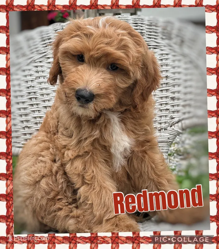 Redmond F1B – Miniature Goldendoodle puppy for sale in Holmesville, OH
