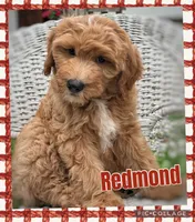 Redmond F1B, a male Miniature Goldendoodle for sale in Holmesville, OH – 2 of 7