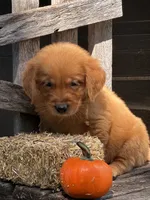 Ember , a male Golden Retriever for sale in Holmesville, OH – 8 of 10