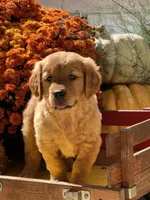 Honey, a male Golden Retriever for sale in Holmesville, OH – 2 of 6