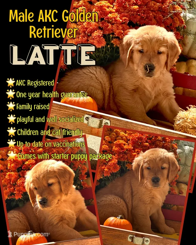 Latte – Golden Retriever puppy for sale in Holmesville, OH