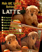 Latte, a male Golden Retriever for sale in Holmesville, OH – 1 of 6