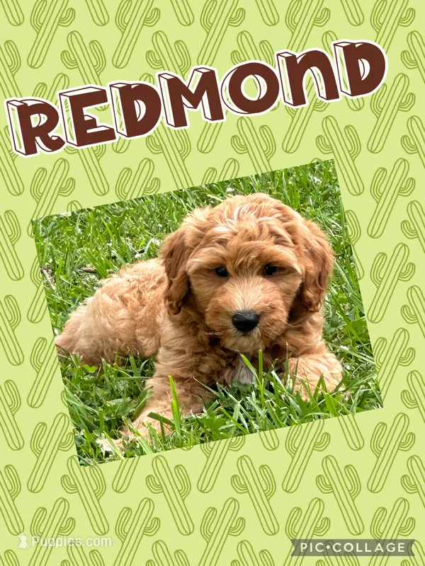 Redmond F1B – Miniature Goldendoodle puppy for sale in Holmesville, OH